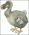 dodo bird image