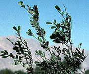 Desert ironwood leaves