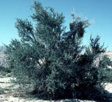 Desert ironwood tree