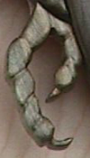 carved claw detail